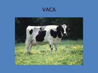 VACA
 
