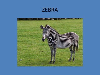 ZEBRA
 