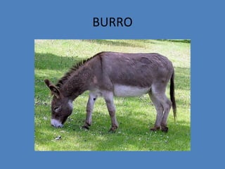 BURRO
 
