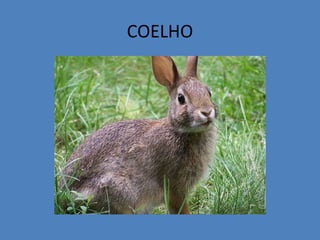 COELHO
 