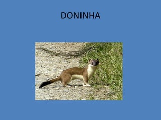 DONINHA
 
