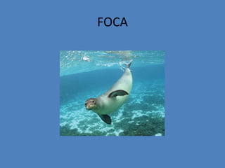 FOCA
 