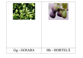 Gg - GOIABA   Hh - HORTELÃ
 