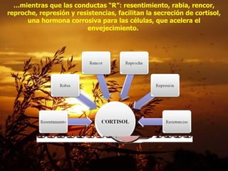 … mientras que las conductas “R”: resentimiento, rabia, rencor, reproche, represión y resistencias, facilitan la secreción de cortisol, una hormona corrosiva para las células, que acelera el envejecimiento.