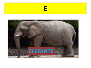 E
ELEFANTE
 