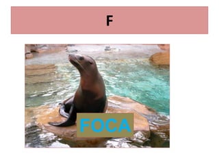 F
FOCA
 