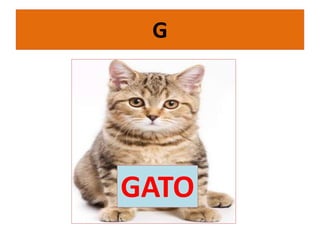 G
GATO
 