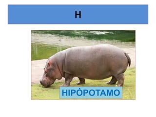 H
HIPÓPOTAMO
 