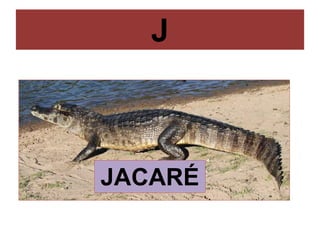 J
JACARÉ
 