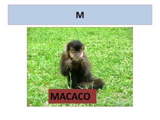 M
MACACO
 