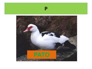 P
PATO
 