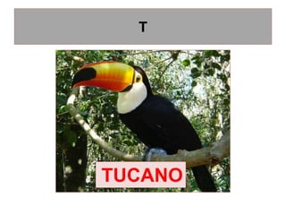 T
TUCANO
 