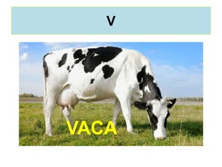 V
VACA
 