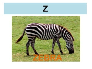 Z
ZEBRA
 