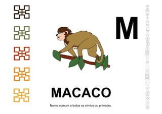 MACACO
Nome comum a todos os símios ou primatas.
M
 