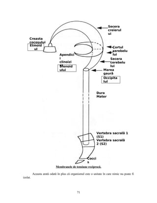 Membranele de tensiune reciprocă.
Aceasta arată odată în plus că organismul este o unitate în care nimic nu poate fi
izolat.
Etmoid
ul
Creasta
cocoşului
Secera
creierul
ui
Cortul
cerebelu
lui
Secera
cerebelu
lui
Dura
Mater
Marea
gaură
Occipita
lul
Vertebra sacral 1ă
(S1)
Vertebra sacrală
2 (S2)
Cocci
s
Apendici
i
clinoizi
aiSfenoid
ului
71
 