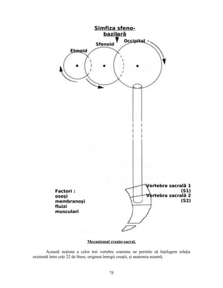 Mecanismul cranio-sacral.
Această noţiune a celor trei vertebre craniene ne permite să înţelegem relaţia
existentă între cele 22 de litere, originea întregii creaţii, şi anatomia noastră.
Simfiza sfeno-
bazilară
Occipital
Vertebra sacral 2ă
(S2)
Etmoid
Sfenoid
Vertebra sacral 1ă
(S1)Factori :
osoşi
membranoşi
fluizi
musculari
75
 