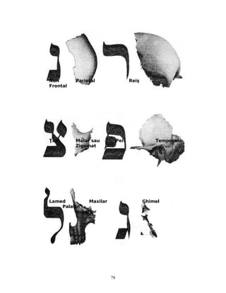 Nun Parietal Reiş
Frontal
adiŢ Malar sau Pei Temporal
Zigomat
Lamed Maxilar Ghimel
Palatin
superior
78
 