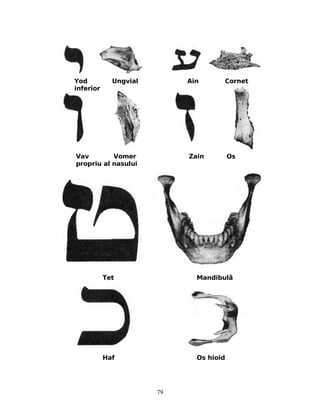 Vav Vomer Zain Os
propriu al nasului
Yod Ungvial Ain Cornet
inferior
Tet Mandibulă
Haf Os hioid
79
 