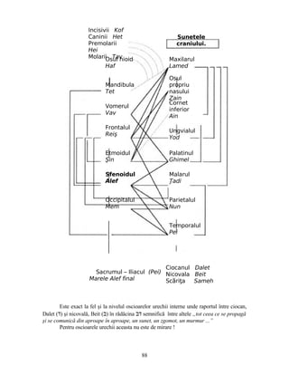 Este exact la fel şi la nivelul oscioarelor urechii interne unde raportul între ciocan,
Dalet (‫ד‬) şi nicovală, Beit (‫ב‬) în rădăcina ‫דב‬ semnifică între altele „tot ceea ce se propagă
şi se comunică din aproape în aproape, un sunet, un zgomot, un murmur ...”
Pentru oscioarele urechii aceasta nu este de mirare !
Sunetele
craniului.
Incisivii Kof
Caninii Het
Premolarii
Hei
Molarii TavOsul hioid
Haf
Mandibula
Tet
Vomerul
Vav
Frontalul
Reiş
Etmoidul
Şin
Sfenoidul
Alef
Occipitalul
Mem
Maxilarul
Lamed
Osul
propriu
nasului
Zain
Ungvialul
Yod
Palatinul
Ghimel
Malarul
adiŢ
Cornet
inferior
Ain
Parietalul
Nun
Temporalul
Pei
88
Sacrumul – Iliacul (Pei)
Marele Alef final
Ciocanul Dalet
Nicovala Beit
Sc ri aă ţ Sameh
 