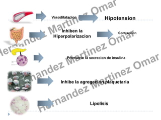 HipotensionVasodilatacionInhiben la Hiperpolarizacion ContraccionPromueve la secrecion de insulinaInhibe la agregacion plaquetariaLipolisis