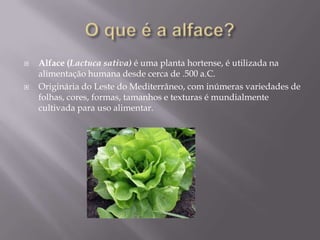 O que é a alface?Alface (Lactucasativa) é uma planta hortense, é utilizada na alimentação humana desde cerca de .500 a.C. Originária do Leste do Mediterrâneo, com inúmeras variedades de folhas, cores, formas, tamanhos e texturas é mundialmente cultivada para uso alimentar.