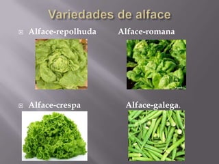 Variedades de alfaceAlface-repolhudaAlface-romanaAlface-crespaAlface-galega.