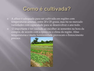 Como é cultivada?A alface é adequada para ser cultivada em regiões com temperaturas amenas, entre 20 e 25 graus, mas há no mercado variedades com capacidade para se desenvolver o ano todo.O importante é ter cuidado ao escolher as sementes na hora da compra, de acordo com a época ou o clima da região. Altas temperaturas e muita luminosidade provocam o florescimento precoce.