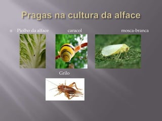 Pragas na cultura da alfacePiolho da alface                 caracol                                   mosca-branca                                            Grilo