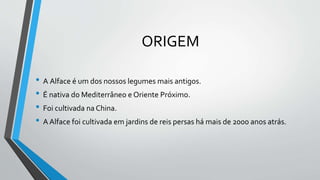 ORIGEM
• A Alface é um dos nossos legumes mais antigos.
• É nativa do Mediterrâneo e Oriente Próximo.
• Foi cultivada na China.
• A Alface foi cultivada em jardins de reis persas há mais de 2000 anos atrás.
 