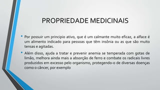 PROPRIEDADE MEDICINAIS
• Por possuir um principio ativo, que é um calmante muito eficaz, a alface é
um alimento indicado para pessoas que têm insônia ou as que são muito
tensas e agitadas.
• Além disso, ajuda a tratar e prevenir anemia se temperada com gotas de
limão, melhora ainda mais a absorção de ferro e combate os radicais livres
produzidos em excesso pelo organismo, protegendo-o de diversas doenças
como o câncer, por exemplo
 