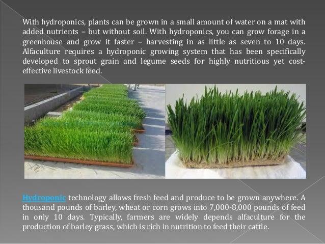 Alfaculture A Sustainable Solution For Livestock Feed Shortage