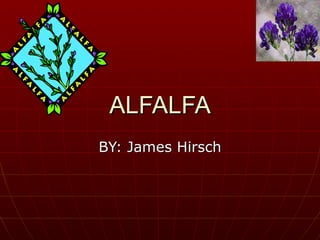 ALFALFA BY: James Hirsch 