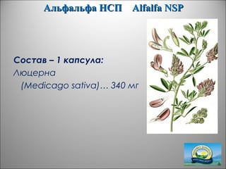 Альфальфа НСПАльфальфа НСП AlfalfaAlfalfa NSPNSP
Состав – 1 капсула:
Люцерна
(Medicago sativa)… 340 мг
 