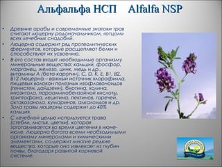 Альфальфа НСПАльфальфа НСП AlfalfaAlfalfa NSPNSP
• Древние арабы и современные знатоки трав
считают люцерну родоначальником, «отцом»
всех лечебных снадобий.
• Люцерна содержит ряд протеолитических
ферментов, которые расщепляют белки и
способствуют их усвоению.
• В его состав входят необходимые организму
минеральные вещества: кальций, фосфор,
марганец, железо, цинк, медь и др.,
витамины А (бета-каротин), С, D, К, Е, В1, В2,
В12 Люцерна – важный источник хлорофилла,
пищевых волокон полезных изофлавоноидов
(генистен, дайдзеин), биотина, холина,
инозитола, парааминобензойной кислоты,
триптофана, лецитина, пектинов, горечей,
октакозанола, кумаринов, алкалоидов и др.
Зола травы люцерны содержит до 40%
кальция.
• С лечебной целью используется трава
(стебли, листья, цветки), которая
заготавливается во время цветения в июне-
июле. Люцерна богата всеми необходимыми
организму минералами и химическими
элементами, со-держит многие редкие
вещества, которые она извлекает из глубин
почвы, благодаря развитой корневой
системе.
 