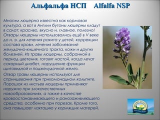 Альфальфа НСПАльфальфа НСП AlfalfaAlfalfa NSPNSP
Многим люцерна известна как кормовая
культура, а вот в Англии бутоны люцерны кладут
в салат: красиво, вкусно и, главное, полезно!
Отвары люцерны использовались ещё в V веке
до н. э. для лечения рахита у детей, коррекции
состава крови, лечения заболеваний
желудочно-кишечного тракта, кожи и других
болезней. Из травы люцерны, собранной в
период цветения, готовят настой, когда лечат
сахарный диабет, нарушение функции
щитовидной и поджелудочной желез.
Отвар травы люцерны используют для
спринцевания при трихомонадном кольпите.
Порошок из листьев люцерны применяют
наружно при злокачественных
новообразованиях, а также в качестве
кровоостанавливающего и ранозаживляющего
средства, особенно при порезах. Кроме того,
она повышает лактацию у кормящих матерей.
 