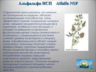 Альфальфа НСПАльфальфа НСП AlfalfaAlfalfa NSPNSP
Современная наука доказала, что сапонин,
экстрагируемый из люцерны, обладает
шлаковыводящей способностью, очень
эффективно снижает содержание липидов в
крови, связывает канцерогенные вещества в
кишечнике, особенно в толстой кишке, и
ускоряет их выведение из организма.
Высокомолекулярные спирты (триаконтанол и
октакозанол), содержащиеся в растении,
снижают уровень холестерина и липидов в
крови, а флавоноиды расслабляют гладкую
мускулатуру. Алкалоиды помогают снизить
уровень сахара, сапонины поддерживают
баланс кишечной флоры и способны связать
значительное количество холестерина.
Употребление люцерны повышает
эластичность артерий, предупреждает
развитие атеросклероза. Сапонины люцерны,
производные кумарина оказывают мягкое
противомикробное и противогрибковое
действие.
 