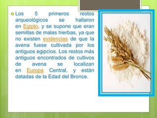 Los 5 primeros restos
arqueológicos se hallaron
en Egipto, y se supone que eran
semillas de malas hierbas, ya que
no existen evidencias de que la
avena fuese cultivada por los
antiguos egipcios. Los restos más
antiguos encontrados de cultivos
de avena se localizan
en Europa Central, y están
datadas de la Edad del Bronce.
 