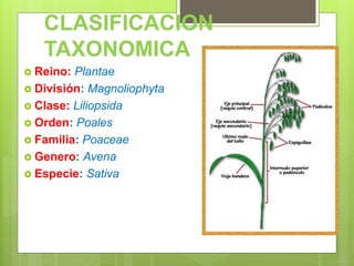 CLASIFICACION
TAXONOMICA
 Reino: Plantae
 División: Magnoliophyta
 Clase: Liliopsida
 Orden: Poales
 Familia: Poaceae
 Genero: Avena
 Especie: Sativa
 