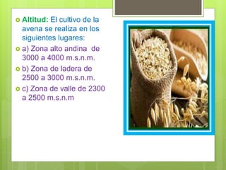  Altitud: El cultivo de la
avena se realiza en los
siguientes lugares:
 a) Zona alto andina de
3000 a 4000 m.s.n.m.
 b) Zona de ladera de
2500 a 3000 m.s.n.m.
 c) Zona de valle de 2300
a 2500 m.s.n.m
 