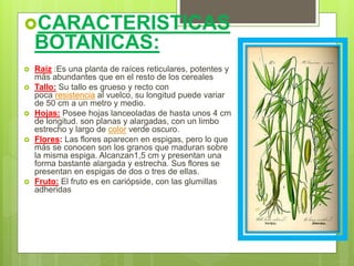 CARACTERISTICAS
BOTANICAS:
 Raíz :Es una planta de raíces reticulares, potentes y
más abundantes que en el resto de los cereales
 Tallo: Su tallo es grueso y recto con
poca resistencia al vuelco, su longitud puede variar
de 50 cm a un metro y medio.
 Hojas: Posee hojas lanceoladas de hasta unos 4 cm
de longitud. son planas y alargadas, con un limbo
estrecho y largo de color verde oscuro.
 Flores: Las flores aparecen en espigas, pero lo que
más se conocen son los granos que maduran sobre
la misma espiga. Alcanzan1,5 cm y presentan una
forma bastante alargada y estrecha. Sus flores se
presentan en espigas de dos o tres de ellas.
 Fruto: El fruto es en cariópside, con las glumillas
adheridas
 