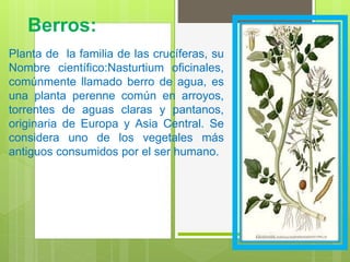 Berros:
Planta de la familia de las crucíferas, su
Nombre científico:Nasturtium oficinales,
comúnmente llamado berro de agua, es
una planta perenne común en arroyos,
torrentes de aguas claras y pantanos,
originaria de Europa y Asia Central. Se
considera uno de los vegetales más
antiguos consumidos por el ser humano.
 