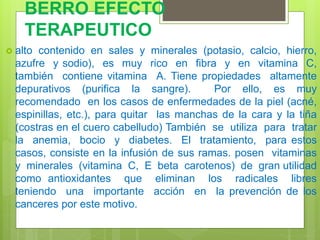 BERRO EFECTO
TERAPEUTICO
 alto contenido en sales y minerales (potasio, calcio, hierro,
azufre y sodio), es muy rico en fibra y en vitamina C,
también contiene vitamina A. Tiene propiedades altamente
depurativos (purifica la sangre). Por ello, es muy
recomendado en los casos de enfermedades de la piel (acné,
espinillas, etc.), para quitar las manchas de la cara y la tiña
(costras en el cuero cabelludo) También se utiliza para tratar
la anemia, bocio y diabetes. El tratamiento, para estos
casos, consiste en la infusión de sus ramas. posen vitaminas
y minerales (vitamina C, E beta carotenos) de gran utilidad
como antioxidantes que eliminan los radicales libres
teniendo una importante acción en la prevención de los
canceres por este motivo.
 