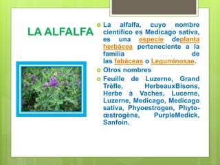LA ALFALFA
 La alfalfa, cuyo nombre
científico es Medicago sativa,
es una especie deplanta
herbácea perteneciente a la
familia de
las fabáceas o Leguminosae.
 Otros nombres
 Feuille de Luzerne, Grand
Trèfle, HerbeauxBisons,
Herbe à Vaches, Lucerne,
Luzerne, Medicago, Medicago
sativa, Phyoestrogen, Phyto-
œstrogène, PurpleMedick,
Sanfoin.
 