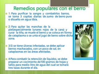 Remedios populares con el berro
 1: Para purificar la sangre y combatirlos barros,
se toma 3 copitas diarias de zumo de berro puro
o disuelto en agua tibia.
 2: Para quitar las manchas de la
piel(especialmente lunares rojos de la cara) y
curar la tiña, se muele el berro y se coloca en forma
de cataplasma o se unta el jugo de berro sobre dicha
zona.
 3:Si se tiene úlceras infectadas, se debe aplicar
berros machacados, con un poco de sal, en
cataplasmas en las áreas afectadas.
 4:Para combatir la retención de líquidos, se debe
preparar un cocimiento de100 gramos de hojas y
tallos para medio litro de agua del cual se tomará
tres tazas durante el día.
 