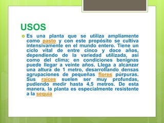 USOS
 Es una planta que se utiliza ampliamente
como pasto y con este propósito se cultiva
intensivamente en el mundo entero. Tiene un
ciclo vital de entre cinco y doce años,
dependiendo de la variedad utilizada, así
como del clima; en condiciones benignas
puede llegar a veinte años. Llega a alcanzar
una altura de 1 metro, desarrollando densas
agrupaciones de pequeñas flores púrpuras.
Sus raíces suelen ser muy profundas,
pudiendo medir hasta 4,5 metros. De esta
manera, la planta es especialmente resistente
a la sequía
 