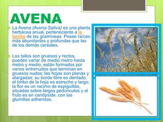 AVENA
 La Avena (Avena Sativa) es una planta
herbácea anual, perteneciente a la
familia de las gramíneas. Posee raíces
más abundantes y profundas que las
de los demás cereales.
 Los tallos son gruesos y rectos,
pueden variar de medio metro hasta
metro y medio, están formados por
varios entrenudos que terminan en
gruesos nudos; las hojas son planas y
alargadas; su borde libre es dentado,
el limbo de la hoja es estrecho y largo;
la flor es un racimo de espiguillas,
situadas sobre largos pedúnculos y el
fruto es en cariópside, con las
glumillas adheridas.
 
