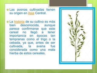  Las avenas cultivadas tienen
su origen en Asia Central.
 La historia de su cultivo es más
bien desconocida, aunque
parece confirmarse que este
cereal no llegó a tener
importancia en épocas tan
tempranas como el trigo o la
cebada, ya que, antes de ser
cultivada, la avena fue
considerada como una mala
hierba de estos cereales.
 