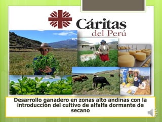 Desarrollo ganadero en zonas alto andinas con la
introducción del cultivo de alfalfa dormante de
secano
 