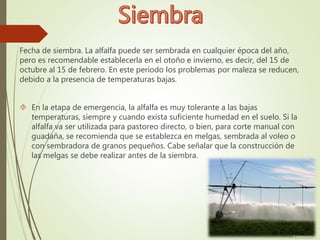 Fecha de siembra. La alfalfa puede ser sembrada en cualquier época del año, 
pero es recomendable establecerla en el otoño e invierno, es decir, del 15 de 
octubre al 15 de febrero. En este período los problemas por maleza se reducen, 
debido a la presencia de temperaturas bajas. 
 En la etapa de emergencia, la alfalfa es muy tolerante a las bajas 
temperaturas, siempre y cuando exista suficiente humedad en el suelo. Si la 
alfalfa va ser utilizada para pastoreo directo, o bien, para corte manual con 
guadaña, se recomienda que se establezca en melgas, sembrada al voleo o 
con sembradora de granos pequeños. Cabe señalar que la construcción de 
las melgas se debe realizar antes de la siembra. 
 